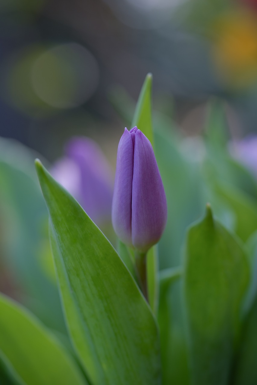 flower, tulip, spring-7108871.jpg